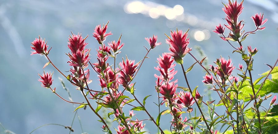 Wildflowers bloom on these popular Hikes Near our Beachfront Cottages in Sequim